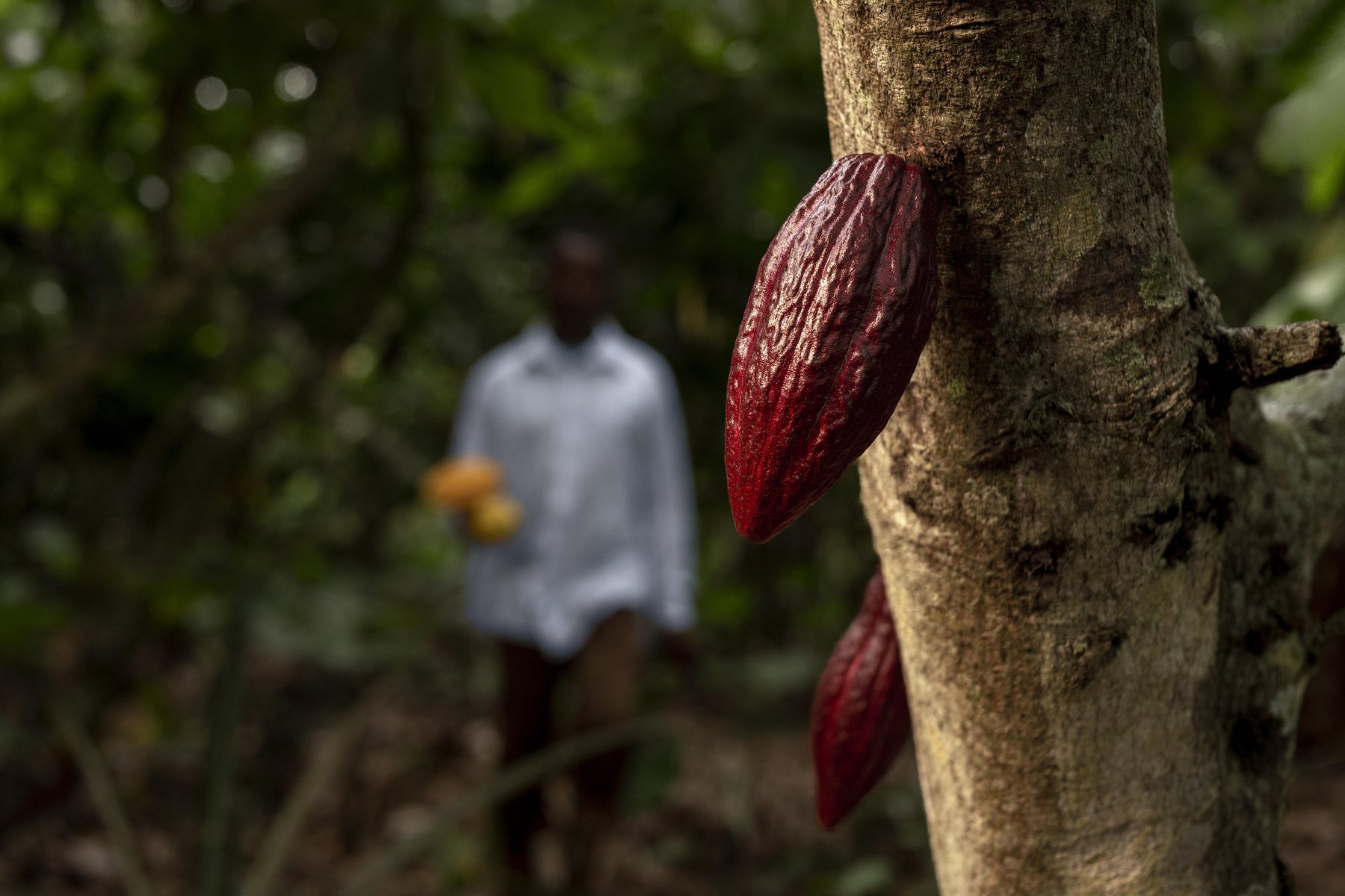 Cocoa produced in the Amazon region